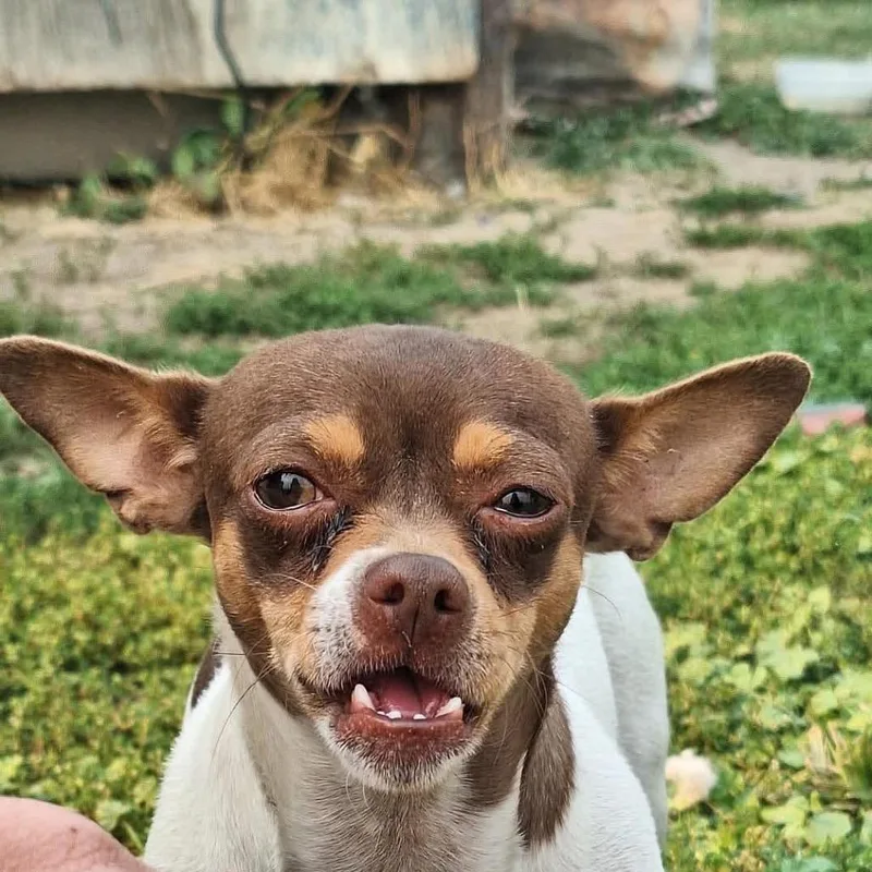 Bella