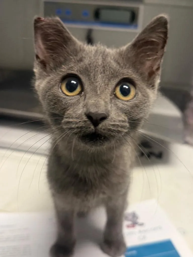 A baby large-sized female Domestic Short Hair cat named Vanna Gogh for adoption in Henderson, NC