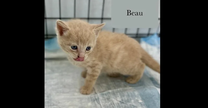 A baby small-sized male Domestic Short Hair cat named Beau for adoption in Chalfont, PA