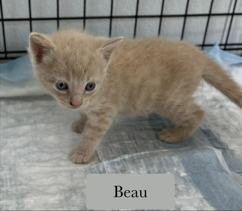 Beau thumbnail 3