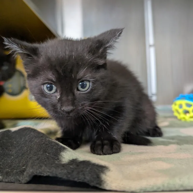 A baby small-sized female Black Domestic Short Hair cat named Gisele for adoption in Manhattan, KS