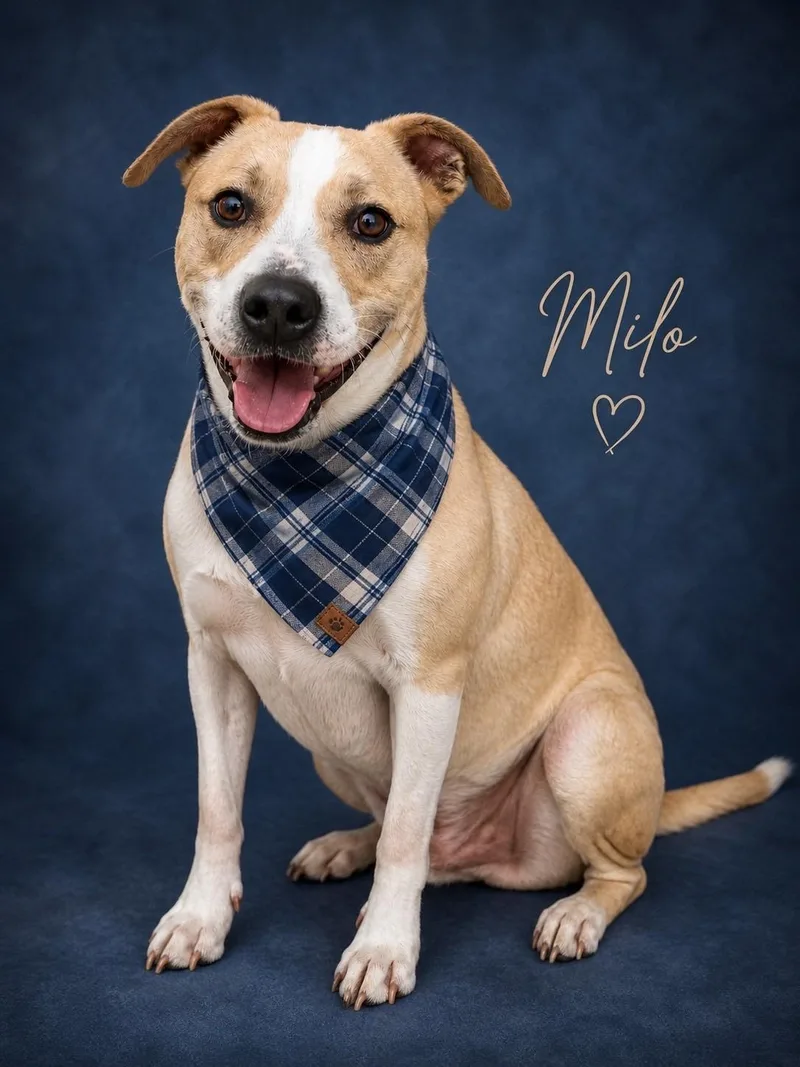 An adult medium-sized male White / Cream American Staffordshire Terrier dog named Milo for adoption in Murrieta, CA