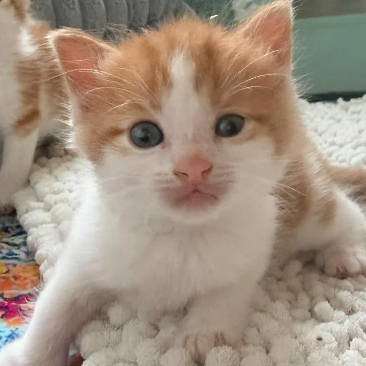 A baby small-sized male Orange / Red Domestic Medium Hair cat named Ron Weasley for adoption in Winchester, VA