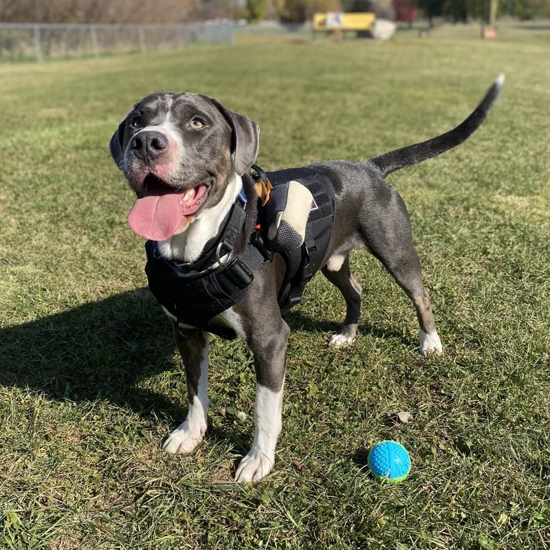 An adult medium-sized male Mixed Breed dog named Cooper Courtesy Listing for adoption in Midland, MI