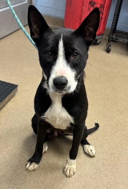 An adult large-sized female Mixed Breed dog named Entree for adoption in Chamblee, GA