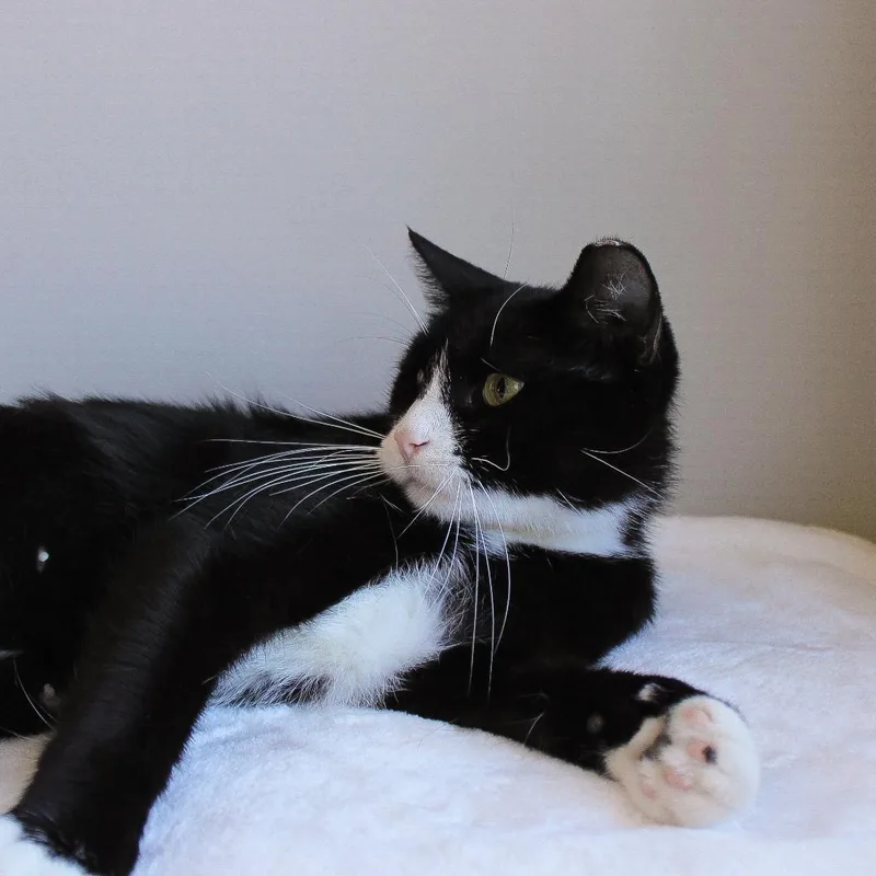 A young medium-sized female Black & White / Tuxedo Domestic Short Hair cat named Henley for adoption in Wayne, NJ