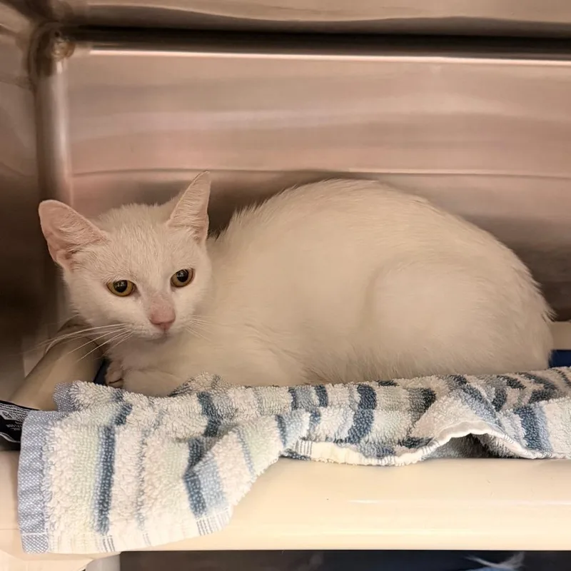 A young medium-sized female White Domestic Short Hair cat named Rabbit for adoption in Indianapolis, IN