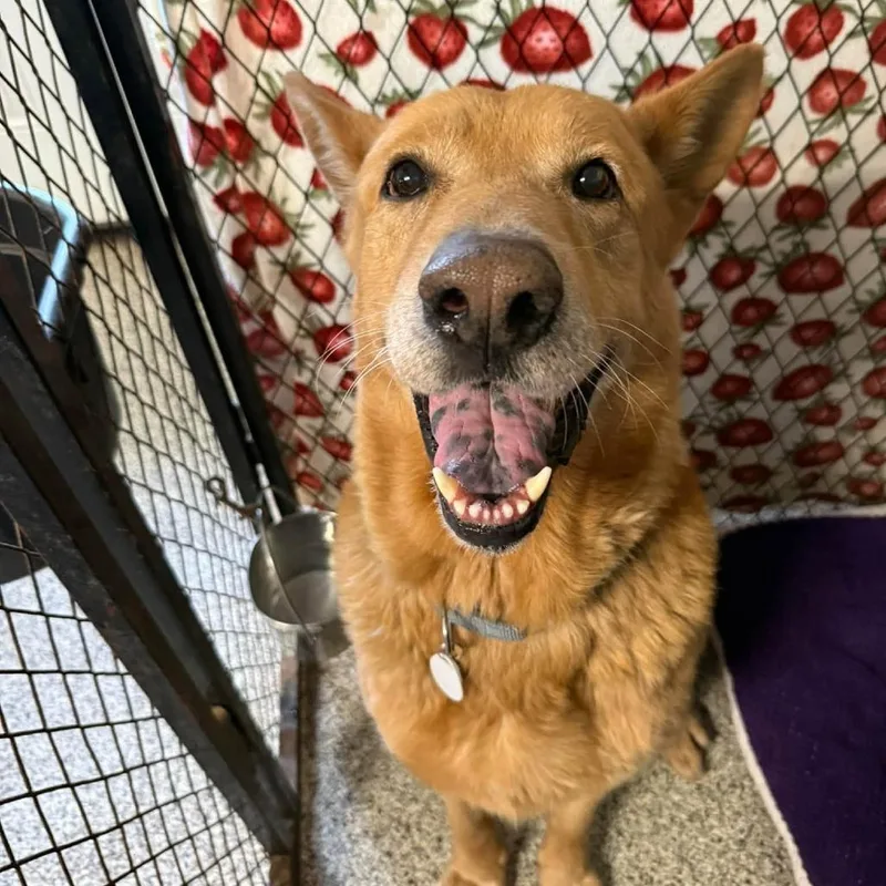 A senior large-sized male German Shepherd Dog dog named Gyro for adoption in Ramona, CA