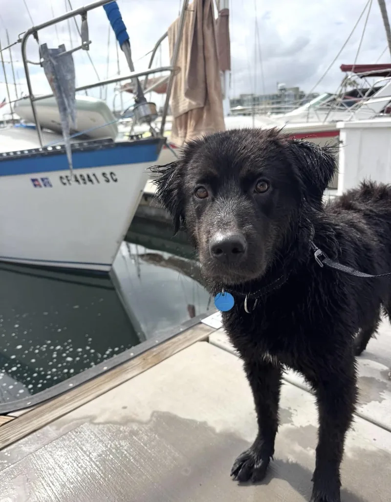 An adult medium-sized female Black Labrador Retriever dog named Shelby for adoption in Pasadena, CA