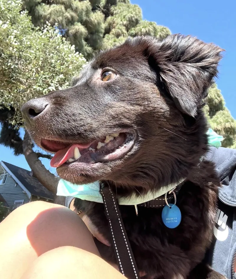 Shelby thumbnail 4