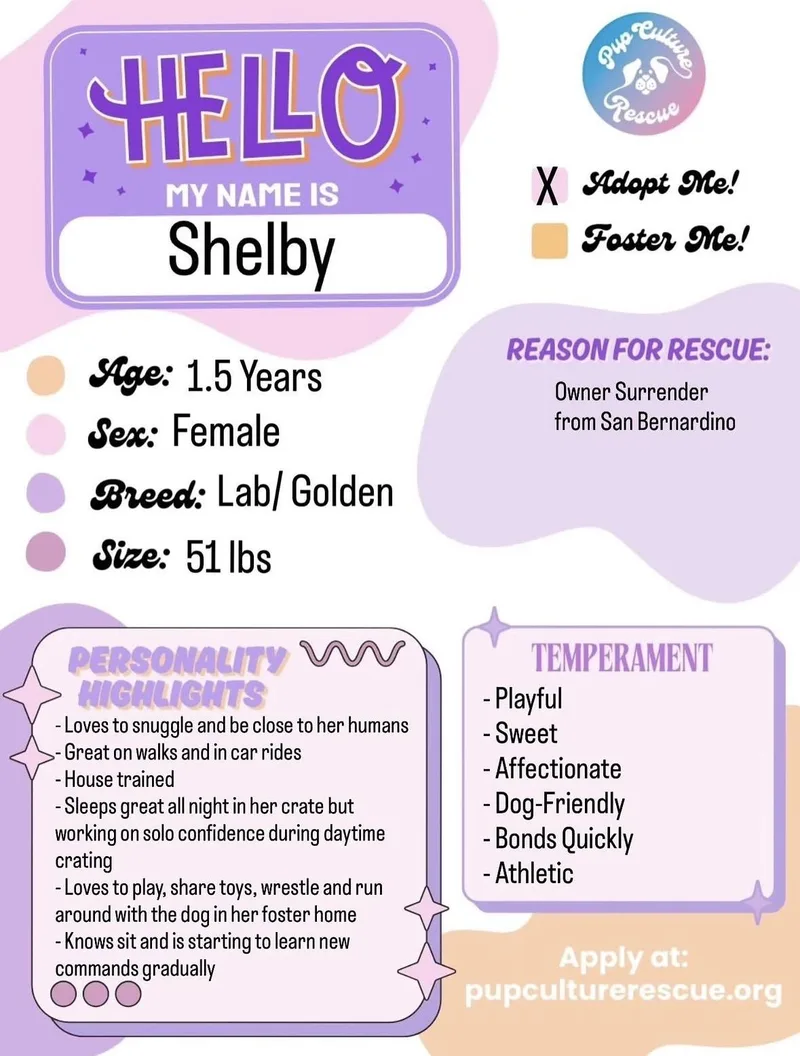 Shelby thumbnail 6