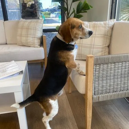 An adult medium-sized male Brown / Chocolate Beagle dog named Tugboat for adoption in Chesapeake, VA