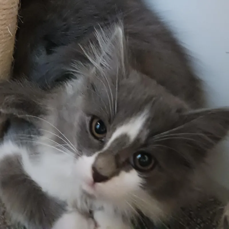 A baby medium-sized female Domestic Long Hair cat named Kenzlynn for adoption in Saint Marys, WV