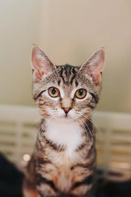 A young small-sized female Domestic Short Hair cat named a Gracie for adoption in North Charleston, SC