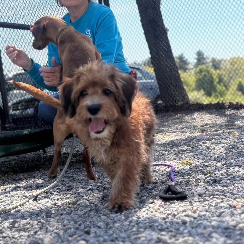 An adult medium-sized male Red / Chestnut / Orange Mixed Breed dog named Almond for adoption in York, PA