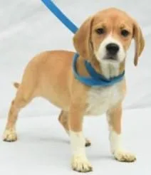 A young medium-sized female Beagle dog named Beth Ann for adoption in Kansas City, MO