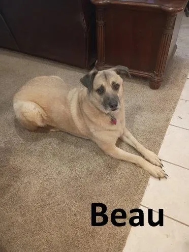 A senior large-sized male Shepherd dog named Beau for adoption in Mountain View, AR