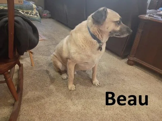 Beau thumbnail 3