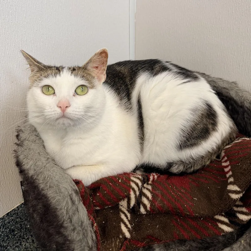 An adult large-sized female White Domestic Short Hair cat named Lily for adoption in Fishers, IN