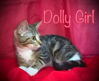 A young medium-sized female Domestic Short Hair cat named Dolly Girl for adoption in Pleasanton, TX