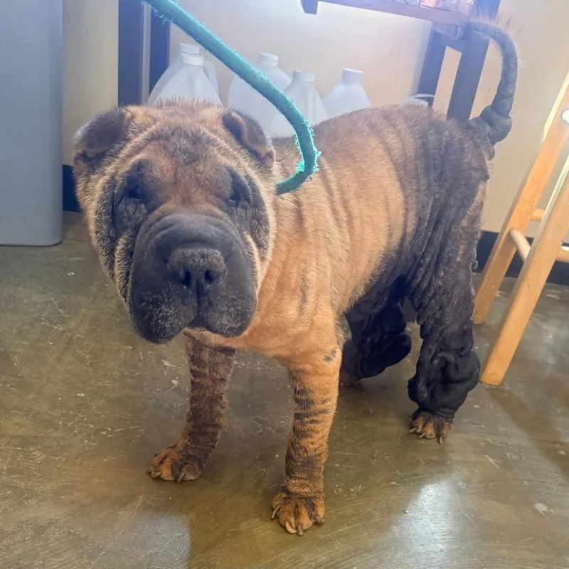 An adult medium-sized male Red / Chestnut / Orange Shar-Pei dog named Uno for adoption in Corinth, MS