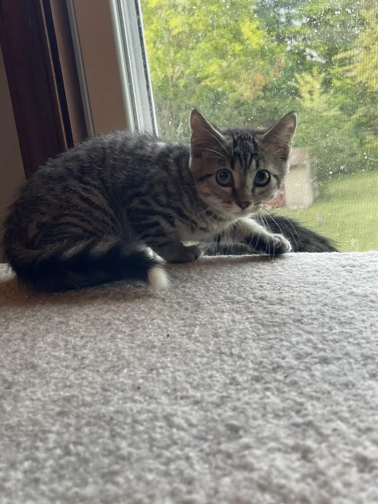 A baby small-sized female Domestic Short Hair cat named Stella for adoption in Telford, PA
