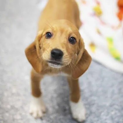 A baby small-sized female Red / Chestnut / Orange Hound dog named Pringles for adoption in Atlanta, GA