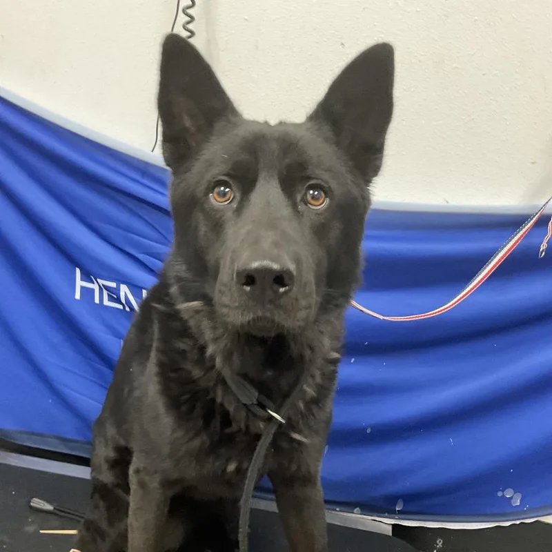 An adult medium-sized male Black Shepherd dog named Haccstray for adoption in Henderson, NV