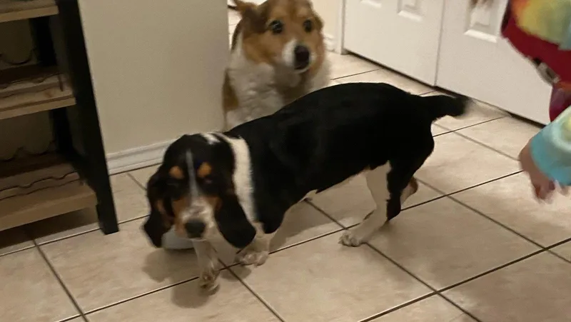 An adult medium-sized female Basset Hound dog named Maggie for adoption in Grapevine, TX