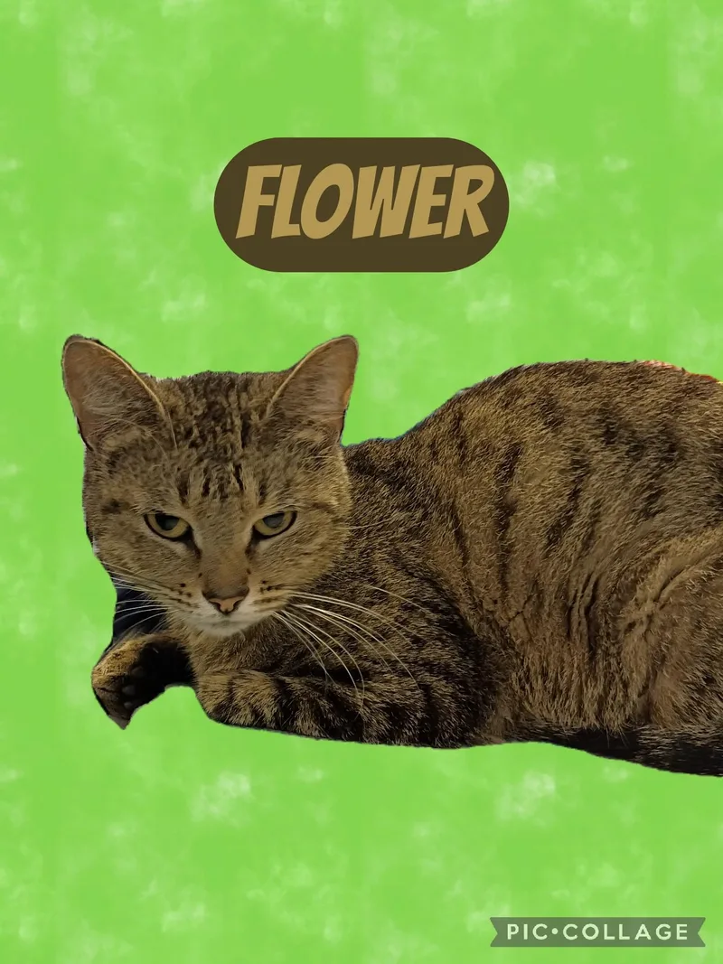 Flower