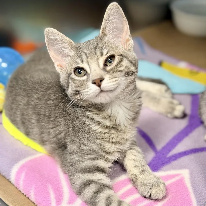 A baby medium-sized male Tabby (Gray / Blue / Silver) Domestic Short Hair cat named Sprout for adoption in Manahawkin, NJ