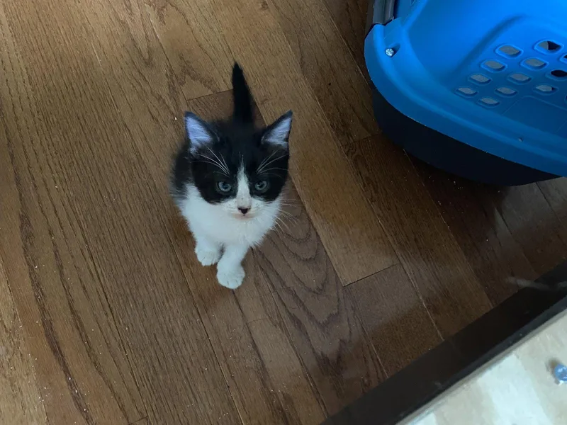 A baby medium-sized male White Domestic Short Hair cat named Chauncy for adoption in Herndon, VA