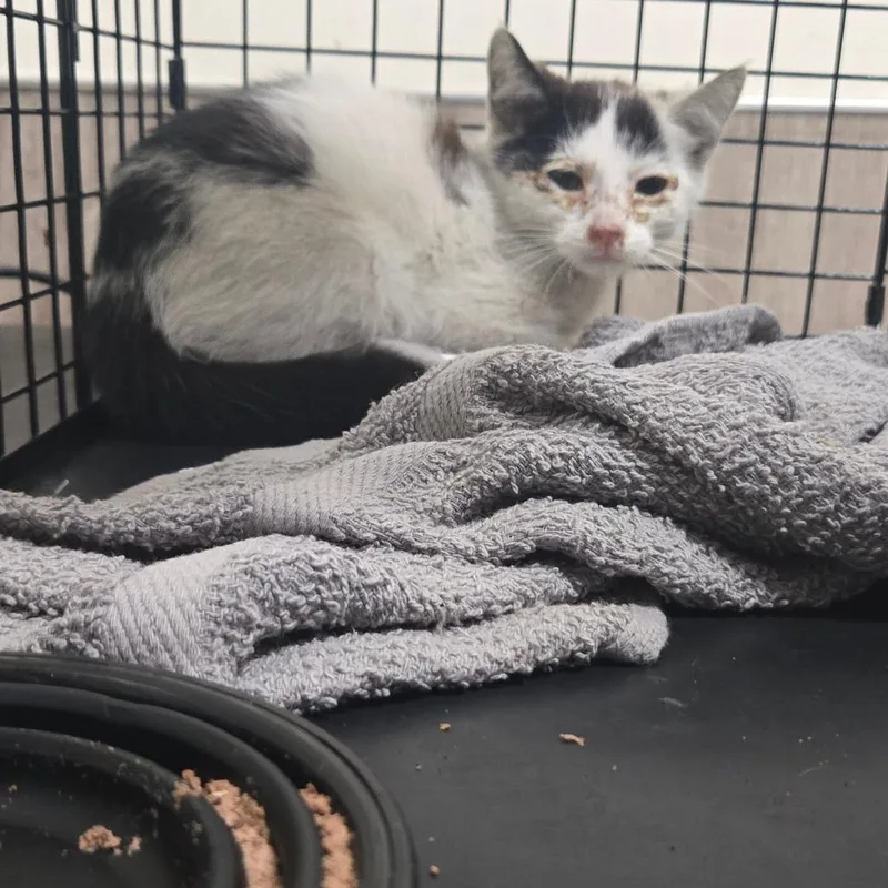 A baby small-sized female White Domestic Short Hair cat named Aloe for adoption in Pasadena, CA