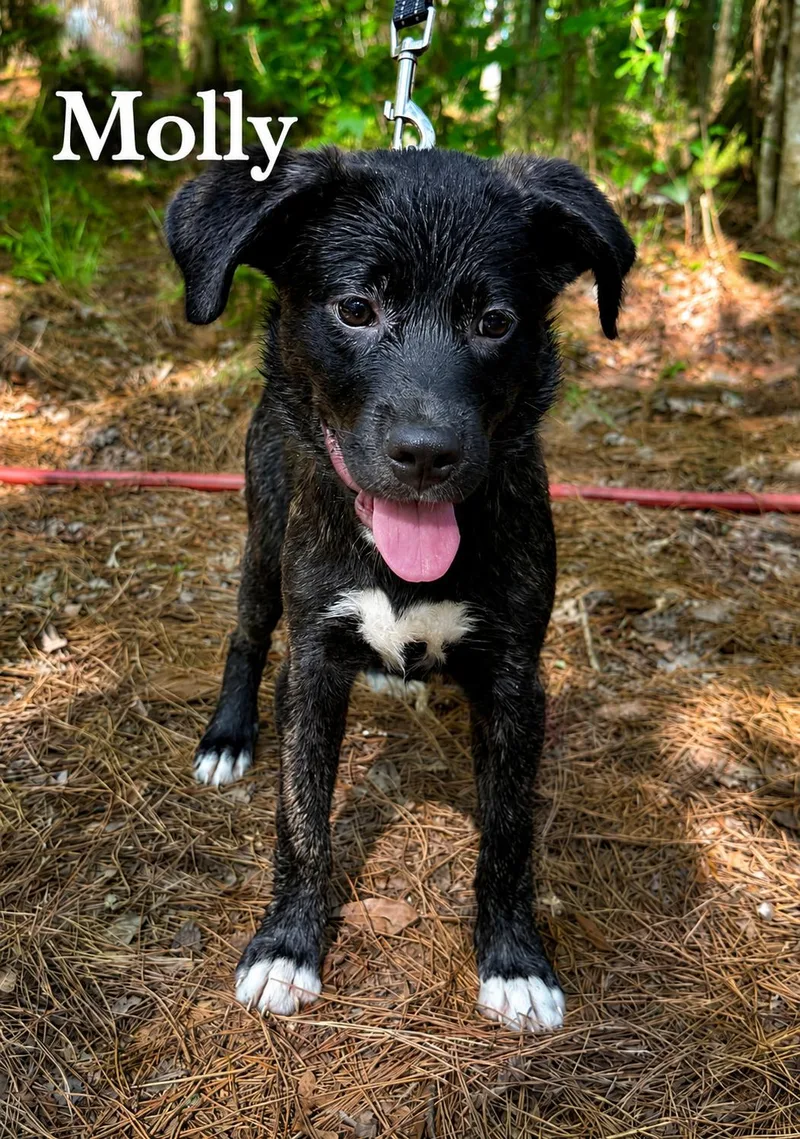 A baby medium-sized female Labrador Retriever dog named Molly for adoption in Carmel, NY