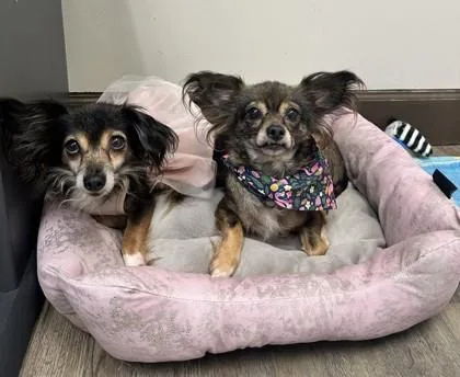 A senior medium-sized female Chihuahua dog named Fluffy for adoption in Palm Coast, FL