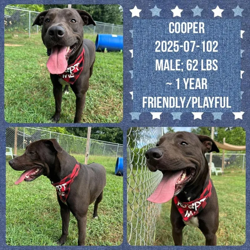 Cooper thumbnail 2