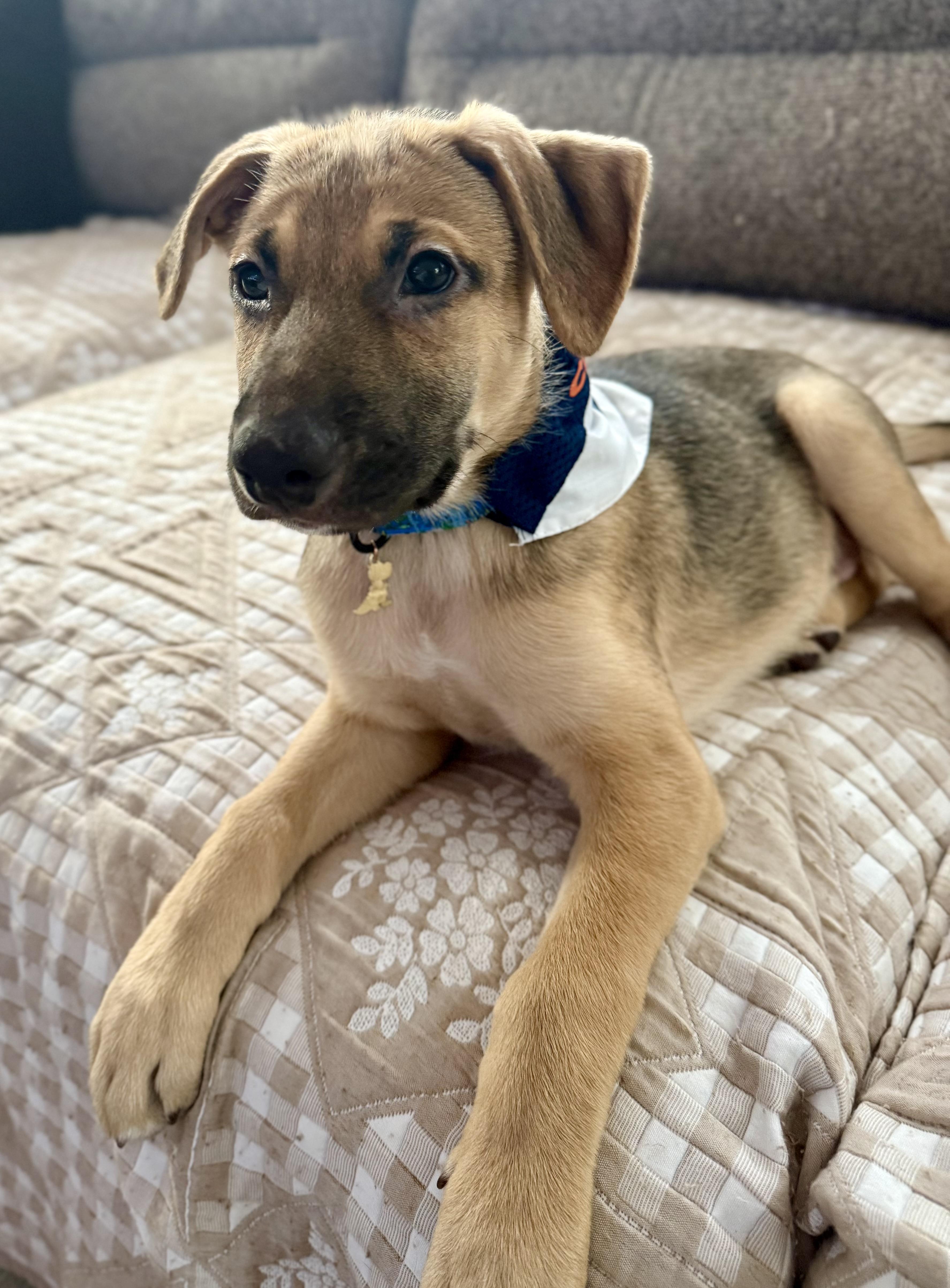 A baby large-sized male Yellow / Tan / Blond / Fawn German Shepherd Dog dog named Biscuit for adoption in Park Forest, IL