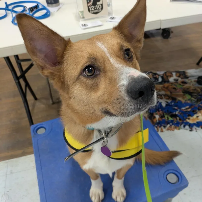 An adult medium-sized female Cattle Dog dog named Fiona for adoption in Attica, MI