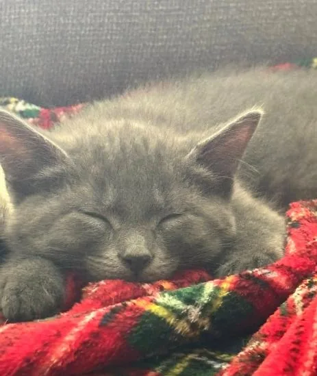 A baby medium-sized male Gray / Blue / Silver Domestic Medium Hair cat named Dj for adoption in Battle Creek, MI