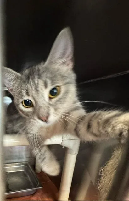 A young small-sized female Domestic Short Hair cat named Farva for adoption in Lynn Haven, FL