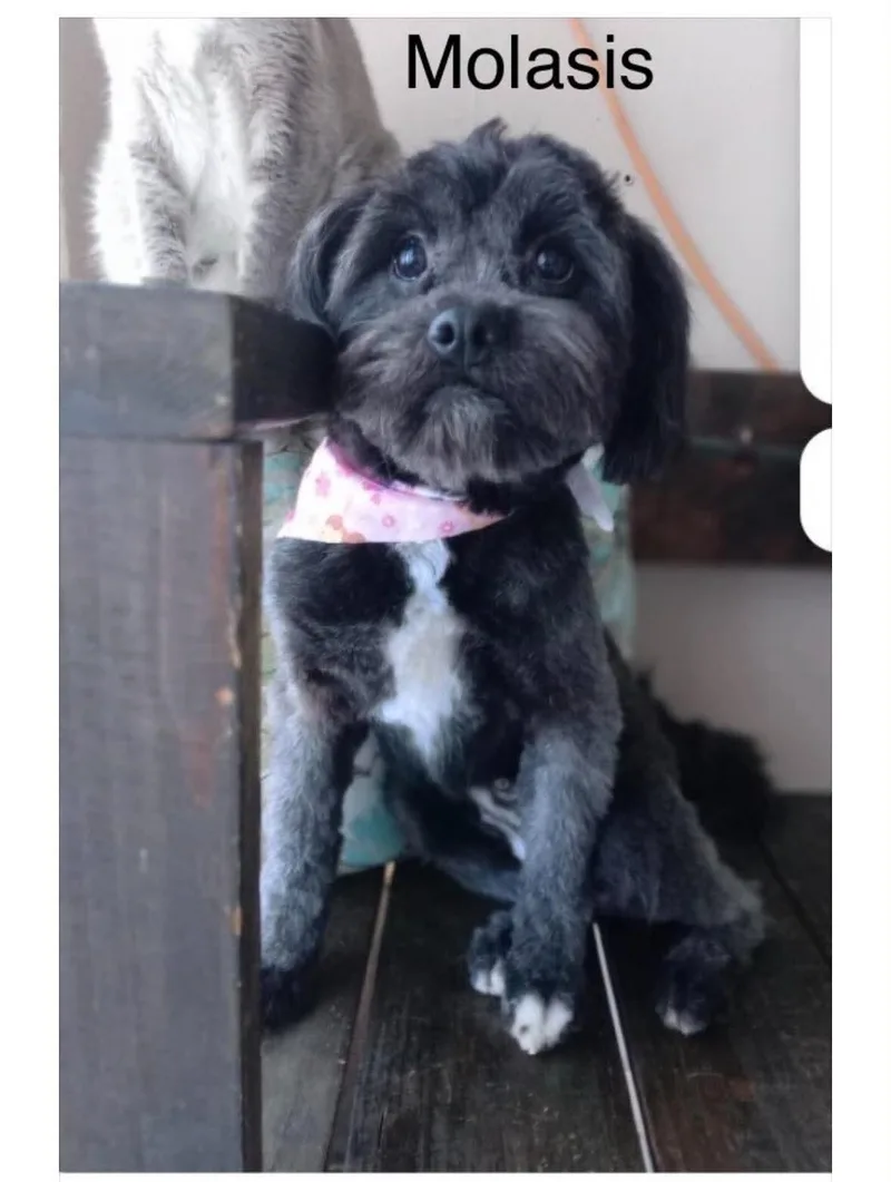 An adult small-sized female Lowchen dog named Molasses for adoption in Windsor, CO