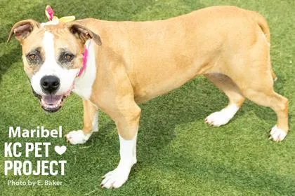 An adult large-sized female Yellow / Tan / Blond / Fawn American Bulldog dog named Maribel for adoption in Kansas City, MO