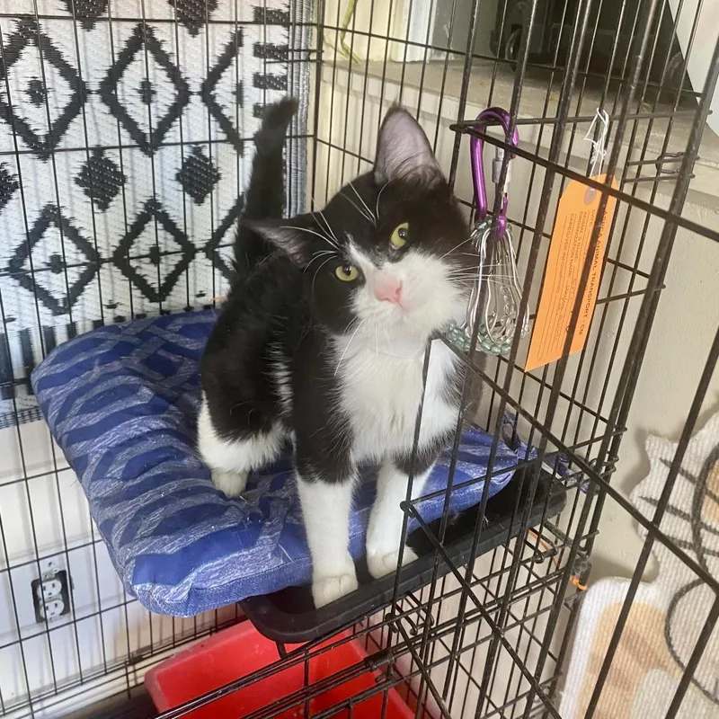 A young medium-sized male Black Domestic Short Hair cat named Eric for adoption in New York, NY