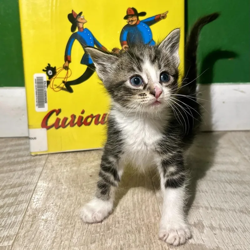 A baby small-sized male Brown / Chocolate Domestic Short Hair cat named Curious George for adoption in St Joseph, MO