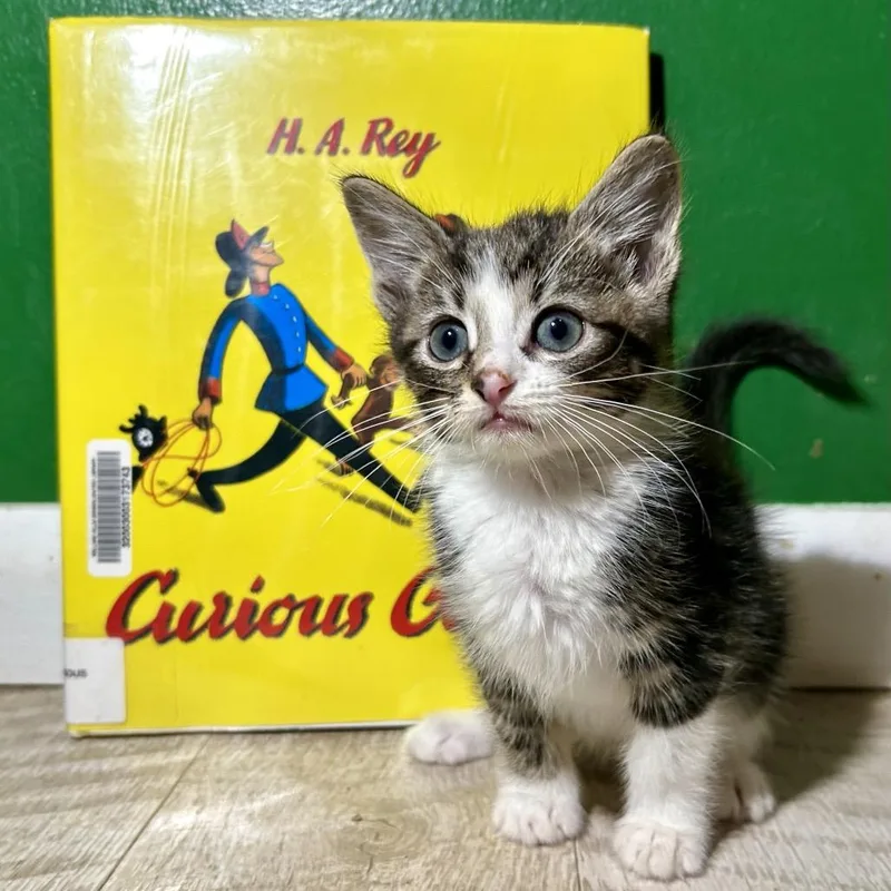 Curious George thumbnail 3