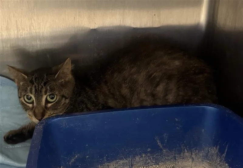 A baby medium-sized female Domestic Short Hair cat named Jan for adoption in New Kensington, PA