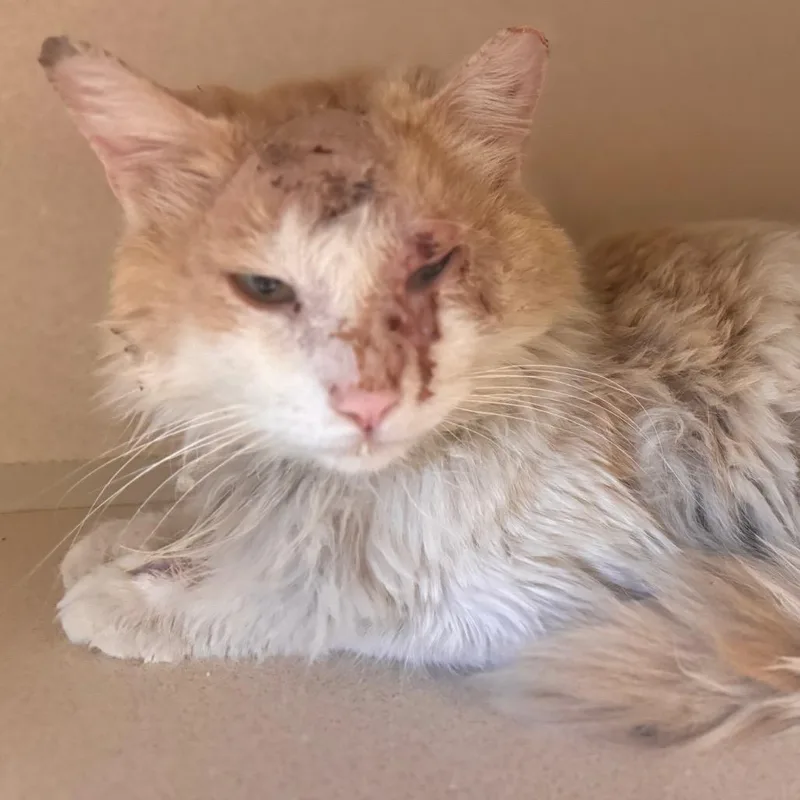 An adult medium-sized male Orange / Red Domestic Medium Hair cat named Grady for adoption in Wheeling, IL