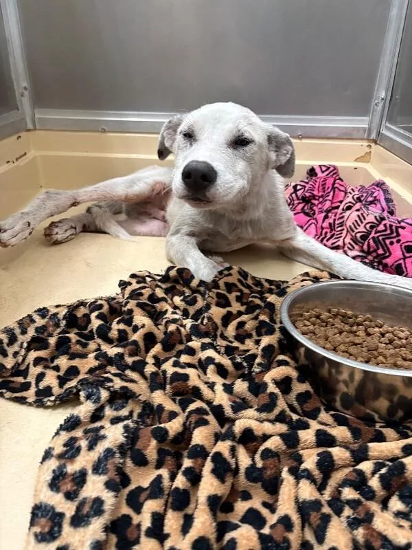 An adult medium-sized female Mixed Breed dog named Lemon for adoption in Burgaw, NC