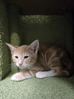 A baby small-sized male Domestic Short Hair cat named Sputnik for adoption in Cumming, GA