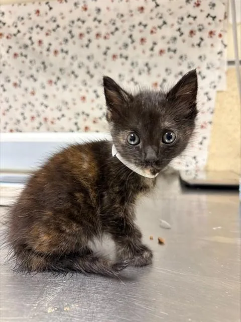 A baby small-sized female Domestic Short Hair cat named Moonlight for adoption in Riverside, CA